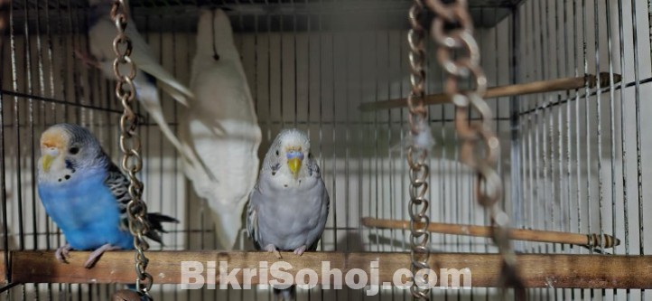 বাজরিগার পাখি মোট ৫টি